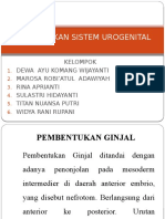 Pembentukan Sistem Urogenital-2