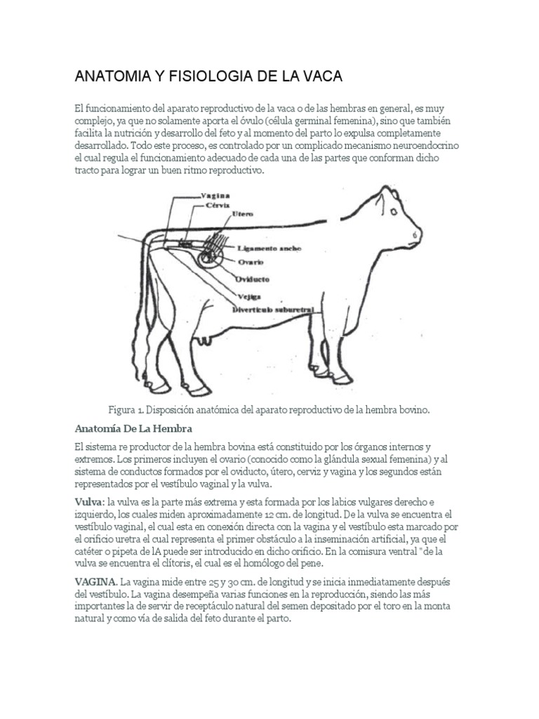 Anatomia y Fisiologia de La Vaca Vagina Hormona luteinizante