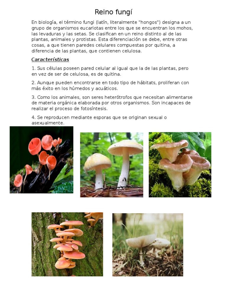Albun Reino Fungi, Morera, Plantae Ect | PDF | Plantas | Eucariotas