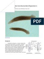 Howlocalizationofstemcellsinfluencesrateofregenerationinplanariaflatworms