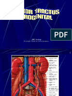 Tumor Traktus Urogenital