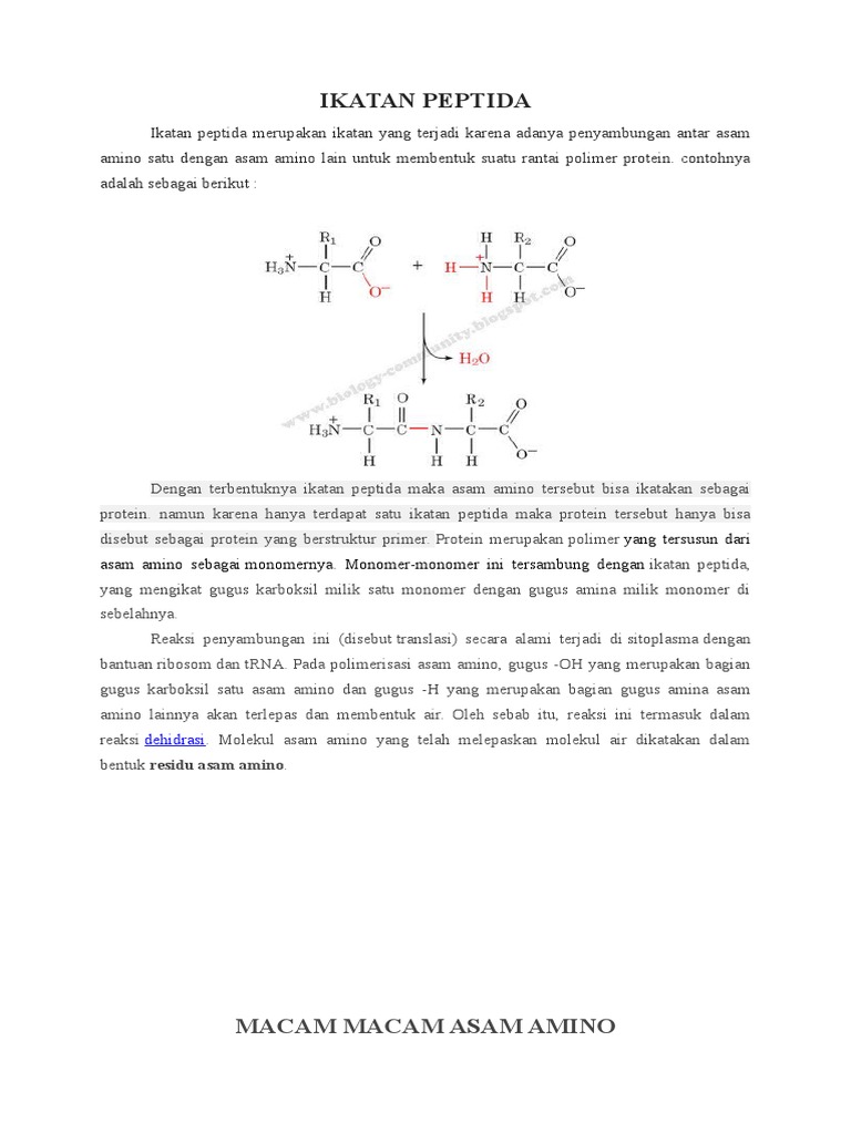 Ikatan Peptida | PDF