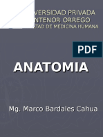 Anatomia Upao