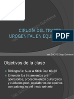 Cirugía Del Tracto Urogenital en Equinos Web 2013