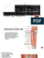 Irrigación arterial y drenaje venoso del miembro inferior