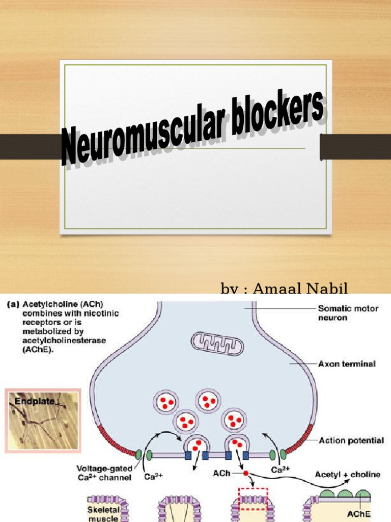 Neuromuscular Blockers Acetylcholine Drugs