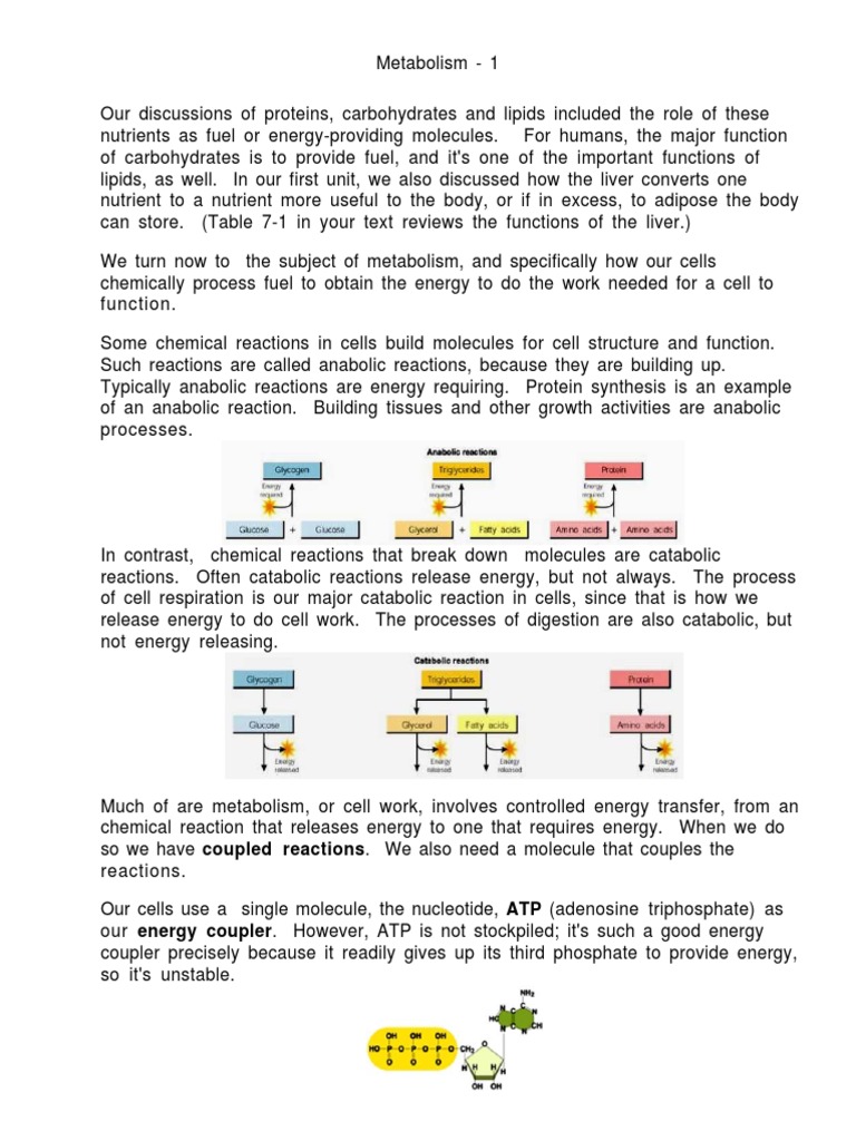 Metabolisme Nutrient PDF | PDF | Citric Acid Cycle | Diet & Nutrition