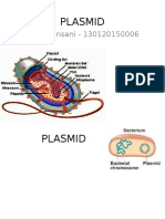 Plasmid