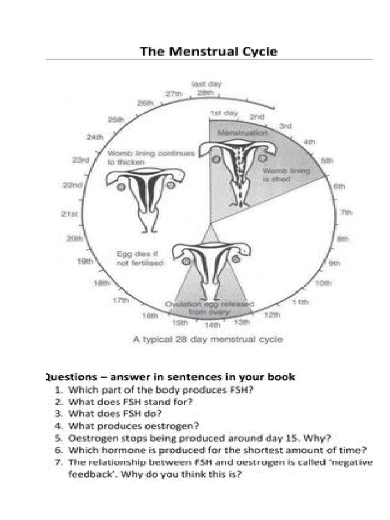 Form 4 Worksheet Menstrual Cycle