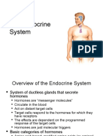 Lecture 25 - the Endocrine System