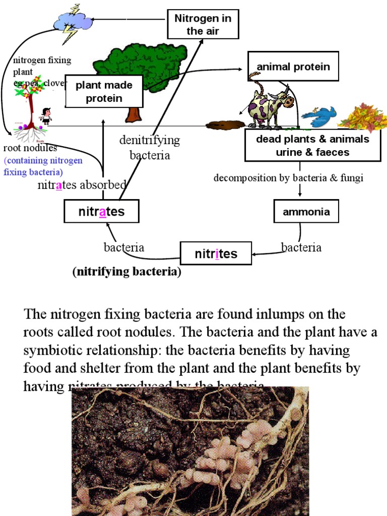 Nitrogen Cycle and Plant Symbiosis | PDF