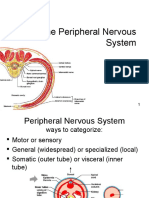 Lecture 14 - Peripheral Nervous System