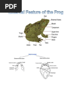 external anatomy of frog