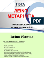 Reino Plantae