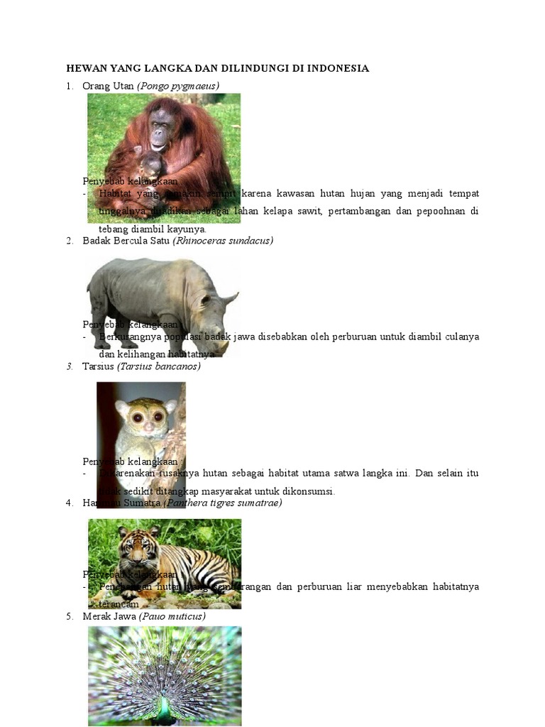 97 Koleksi Gambar Hewan Langka Dan Habitatnya Terbaik