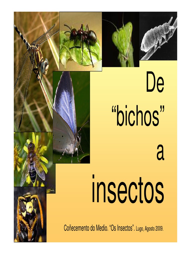 Insectos: Diversidad y Características | PDF | Insectos | Mosca