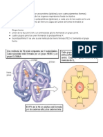 Ciclo de la hemoglobina: formación, transporte de oxígeno y reciclaje