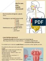 Sistemul Digestiv