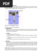 Disease Cause by Algae