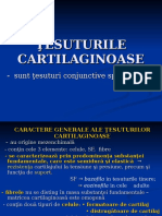LP 6 Tes Cartilaginoase