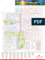 Mapa metabólicoo.pdf