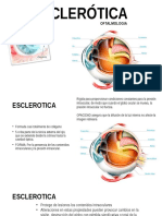 ESCLERÓTICA: ESTRUCTURA, FUNCIONES Y PRINCIPALES CONDICIONES INFLAMATORIAS