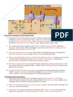 Electron Transport Chain Summary