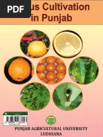 Citrus Cultivation