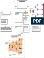 espermatogenesis.docx