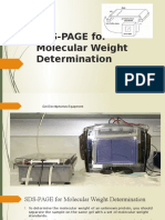 SDS-PAGE For Molecular Weight Determination