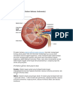Proses Pembentukan Urin