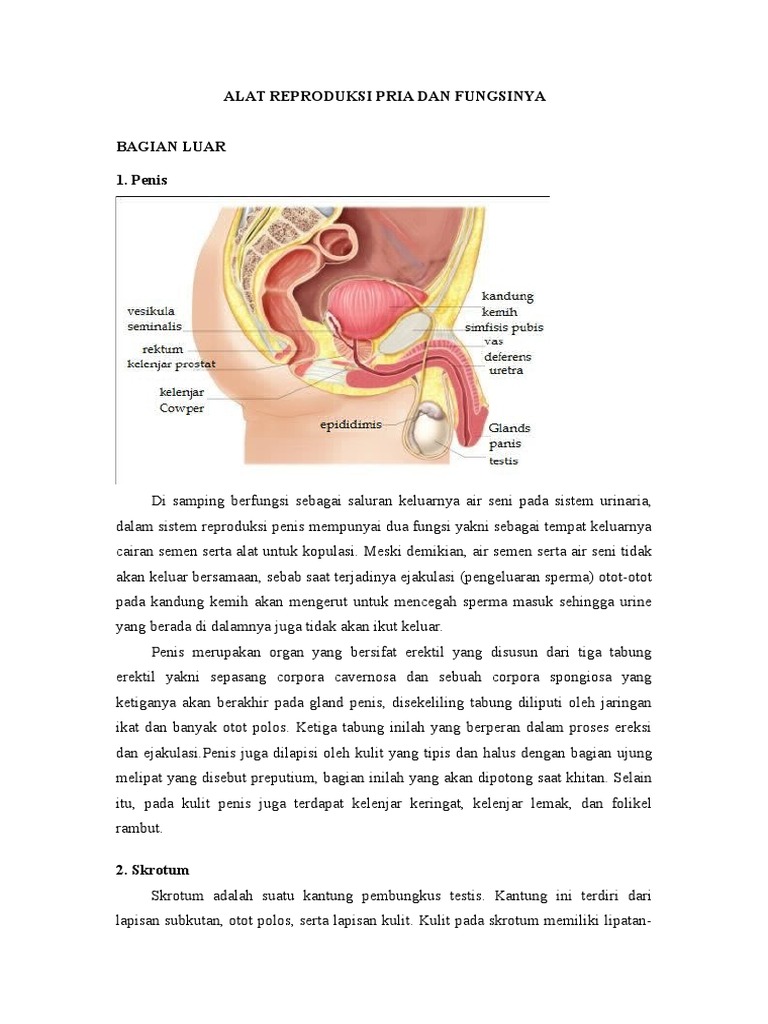 ALAT REPRODUKSI PRIA DAN FUNGSINYA doc ALAT REPRODUKSI PRIA DAN FUNGSINYA doc