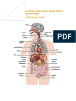 Internal Organs List For The Human Body