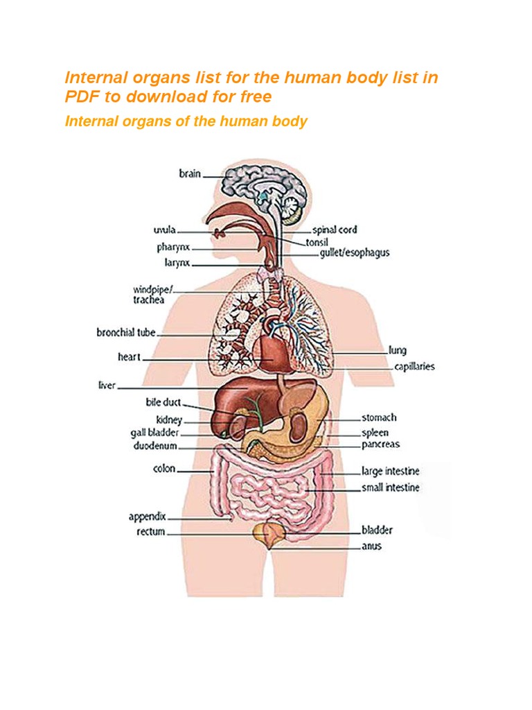 Internal Organs Of The Human Body List Pdf Apprendre L