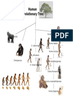 Human Evolutionary Tree