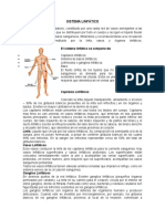 Sistema linfático: flujo, componentes y funciones