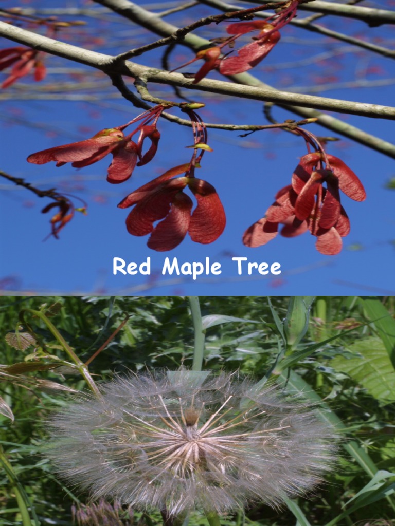 Images of Different Seeds | PDF | Home & Garden