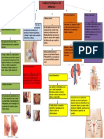 Cambios Fisiologicos en El Embarazo