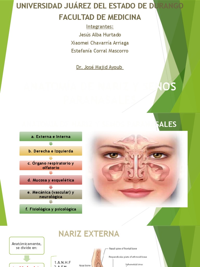 Anatomía y Fisiología de la Nariz | PDF | Cabeza y cuello humanos ...