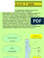 2 Cadena Respiratoria