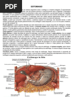 ESTOMAGO