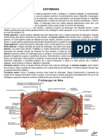Estrutura do Estômago
