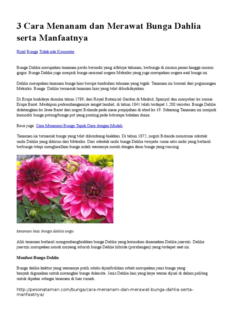 85 Gambar Tumbuhan Bunga Dahlia Gambar Pixabay