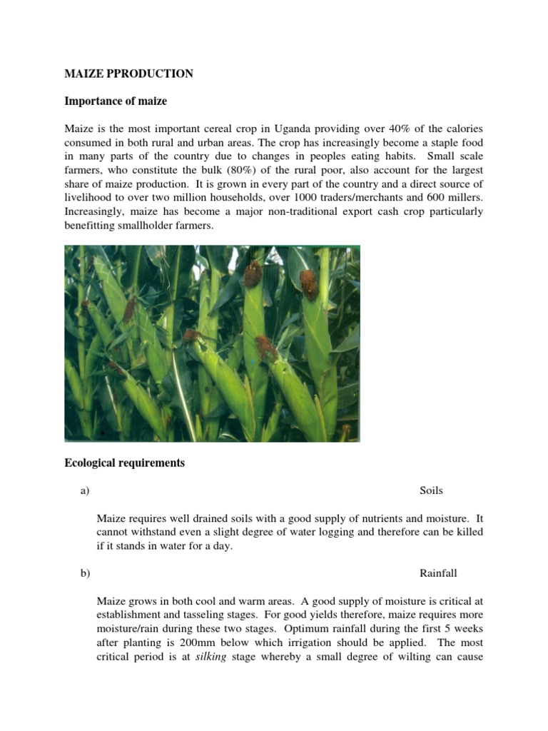 MAIZE Production Guide PDF Maize Fertilizer