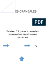 Pares Craneales Practica