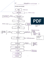 Elaboracion de Vino