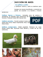 PRODUCCIÓN DE AVES.pptx