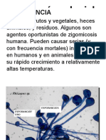 Rhizopus SP