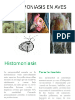 Histomoniasis en Aves