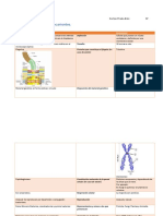 Procariontes y Eucariontes